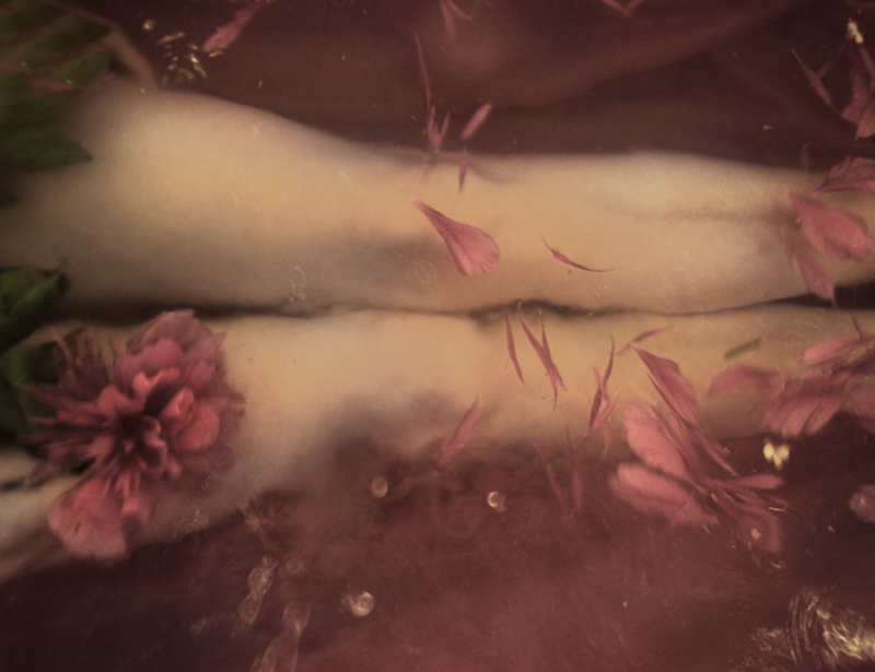 Renata Vogl peonies